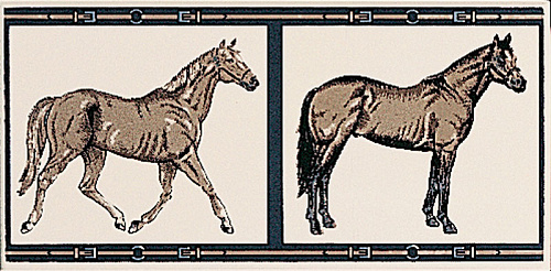 Horses su Panna 10x20 GRAND ELEGANCE PETRACER'S